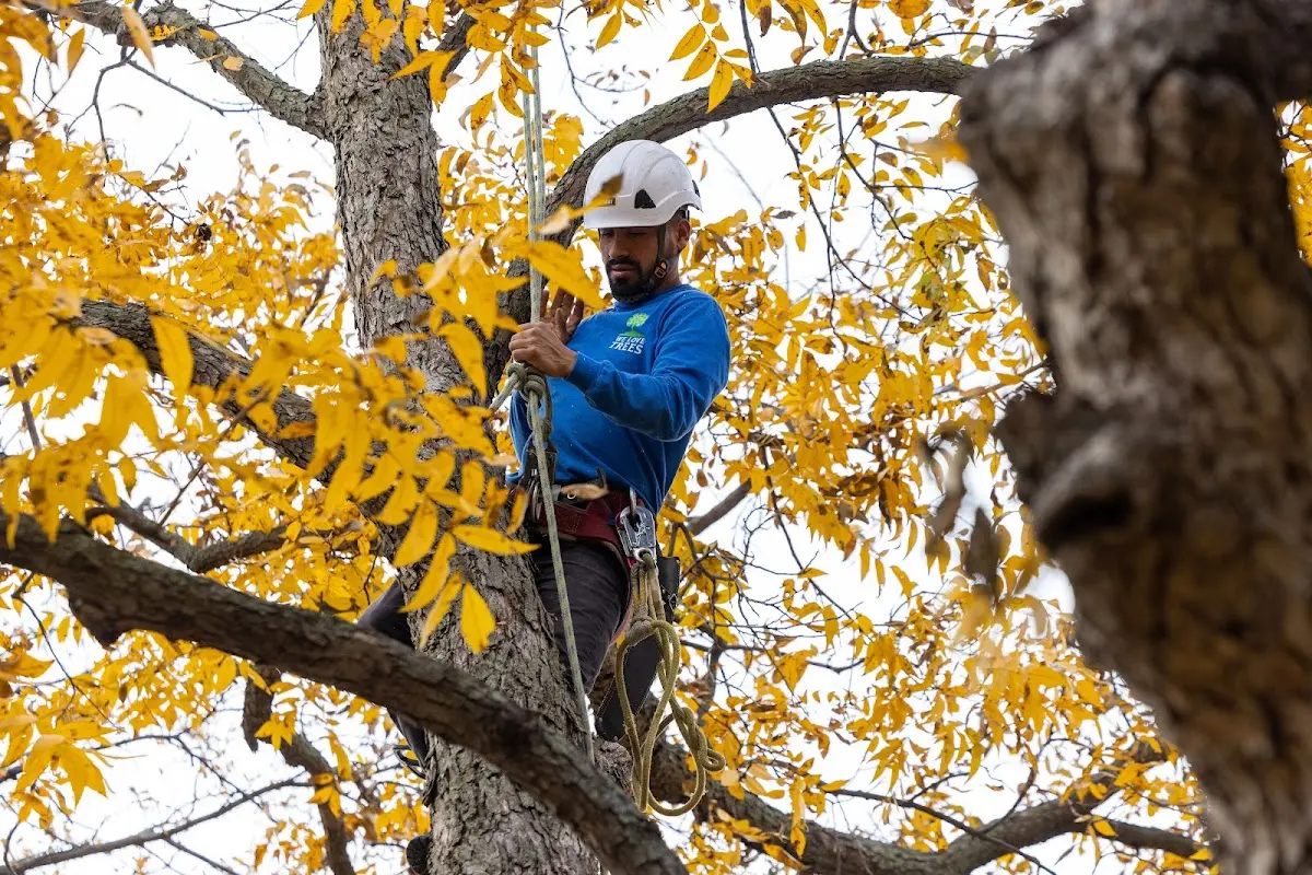 Skilled Tree Pruning crew working in Ursina